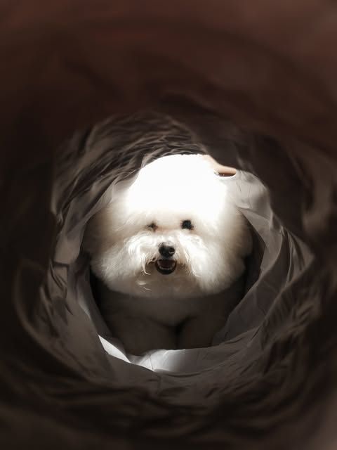 Bichon mengintip dari terowongan kain