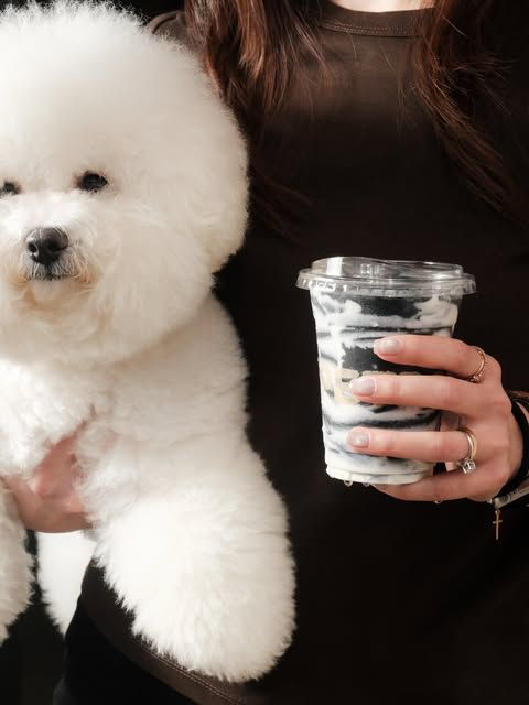 A bichon beside a PETROPOLE drink