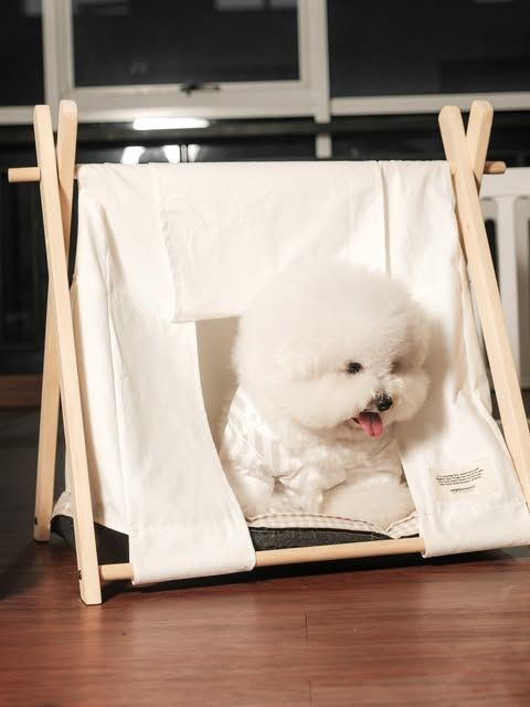 Bichon beristirahat di dalam tenda kain